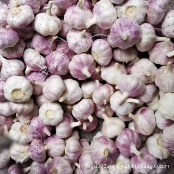 4.5cm 6.5cm  Ajo Chino Rojo Garlic Fresh Vegetables Garlic  Normal White Manufacturer Garlic